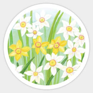 Daffodils are some of the first flowers in springtime Sticker